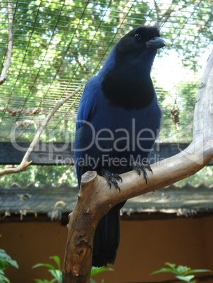 Papagei Blau Schwarz