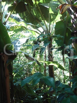 Vogelpark Bananenstauden