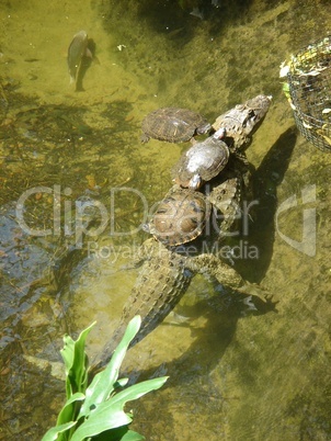 Schildkröten auf Krokodil