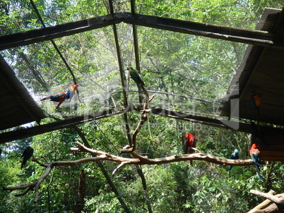 Vogelpark Papageien