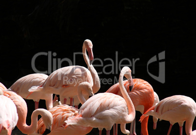 Flamingos