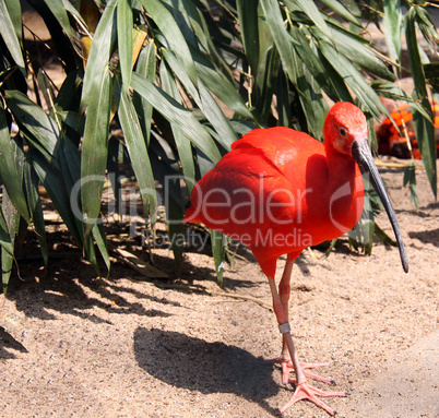 roter ibis