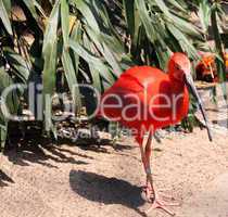 roter ibis