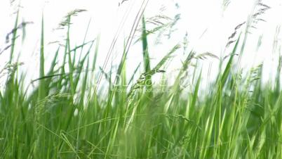 Windy Grass