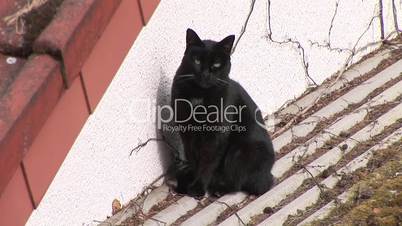 HD1080i Schwarze Katze auf dem Dach