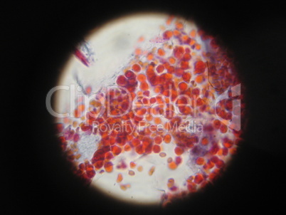 Microscopic view of human blood