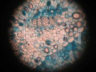 Microscopic view of pine needle