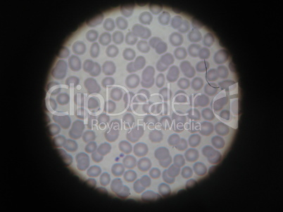 Microscopic view of human blood