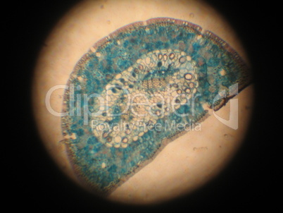 Microscopic view of pine needle