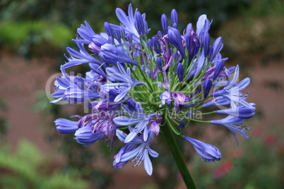 blaue Blüten
