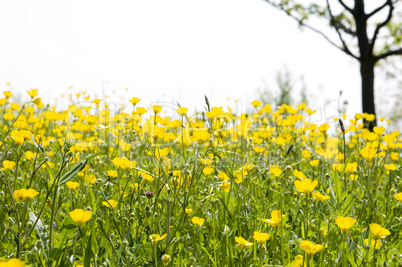 Butterblumen