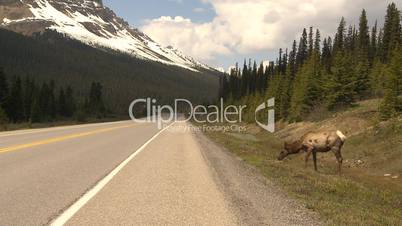 HD2009-6-9-47 elk grazing