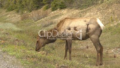 HD2009-6-9-37 elk grazing
