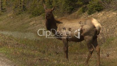 HD2009-6-9-36 elk grazing