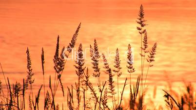 Grass silhouette in sunset paints III.