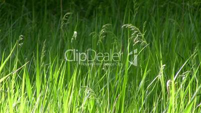 Windy Grass I.