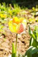 Tulpe