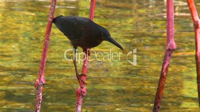 Cuba blackbird