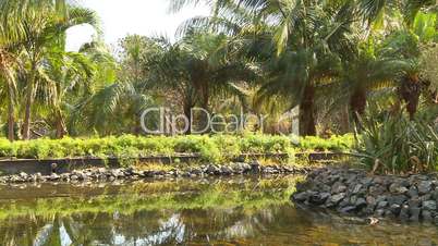 Cuba lagoon and jungle