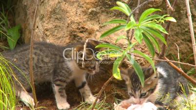 Cuba kittens