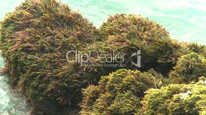 Cuba beach water on rocks moss