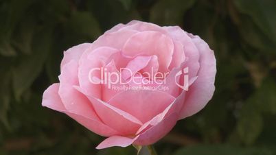 Fresh pink rose in garden