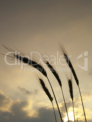 silhouettes of five barley ears