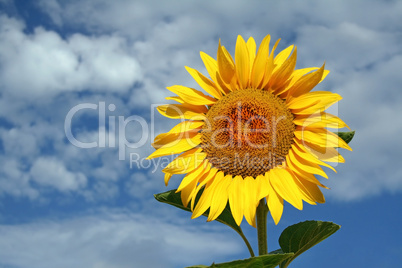 Sonnenblume2 - sunflower2