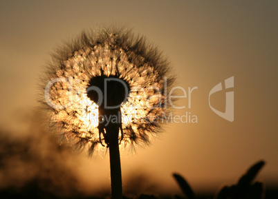 Pusteblume