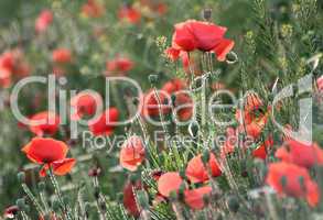 Mohn 7 - poppy seed 7