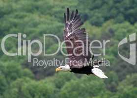 Seeadler - white-tailed eagle