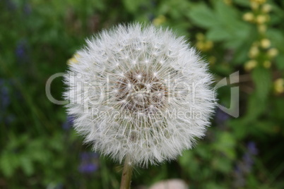 Pusteblume