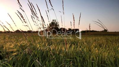 Gold wheat field in the sunset