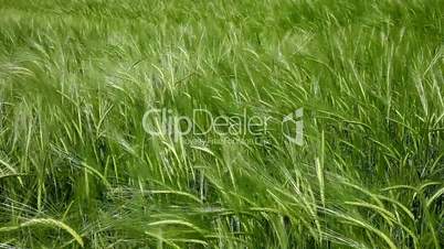 Green Grain