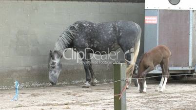 foal and mother horse