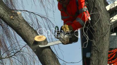 arborist chainsaw bucket lift cut