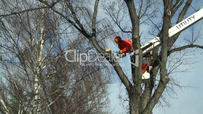 arborist chainsaw bucket lift cut