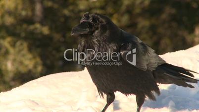 raven eats snow
