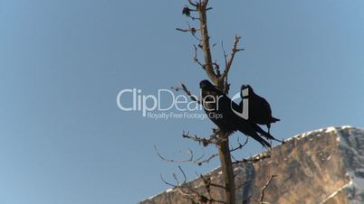 ravens in tree