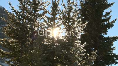 snow tree sun