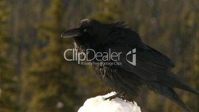 raven on skow flies off