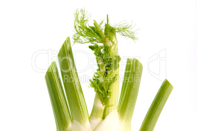 Gemüsefenchel