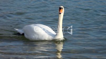 White Elegant swan