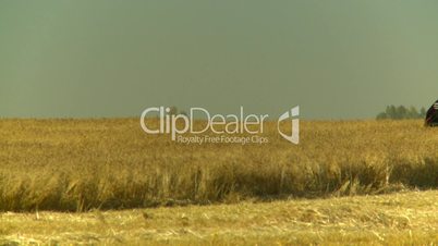 combine harvest wheat field