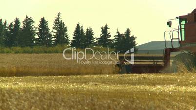 combine harvest wheat field