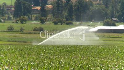 irrigation corn field