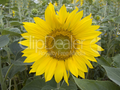 Sonnenblume