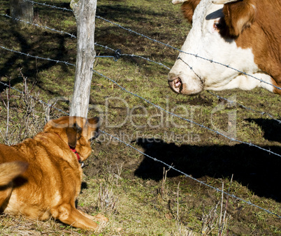 Hund und Kuh