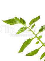 Tomato Plant Leaves