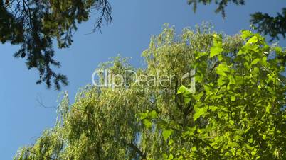 weeping willow tree tops